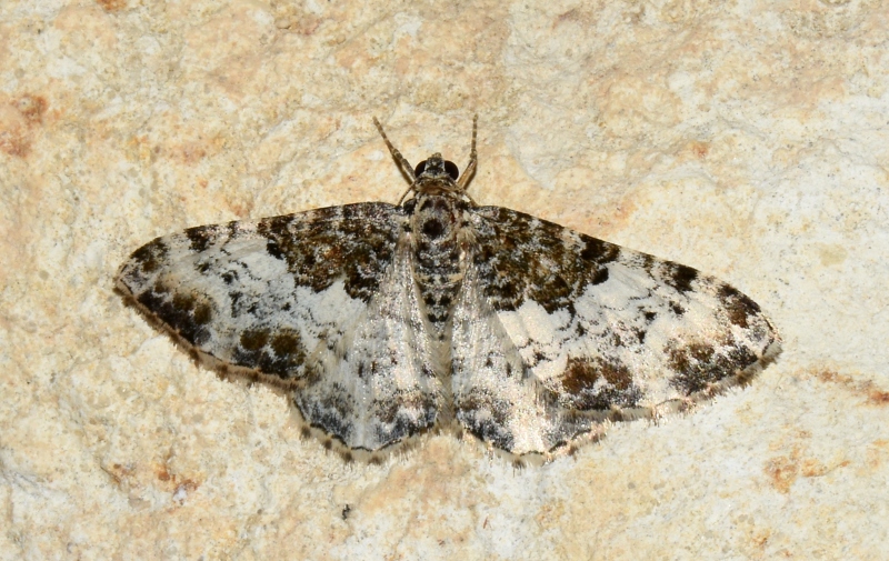 Geometridae: Catarhoe permixtaria